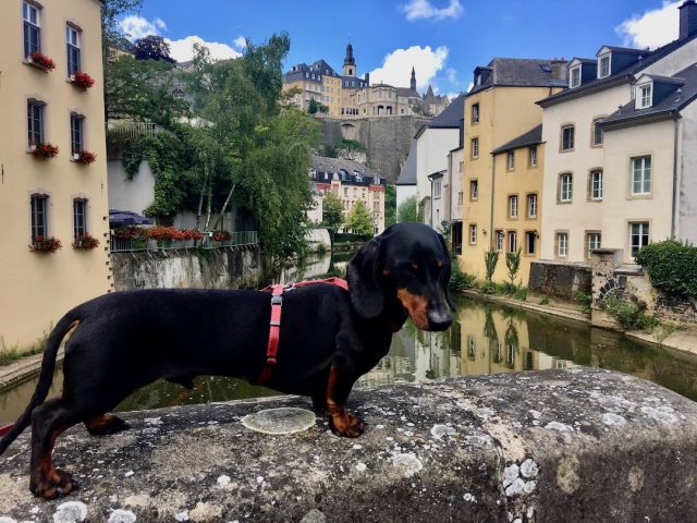 Exploring Luxembourg City with our dog