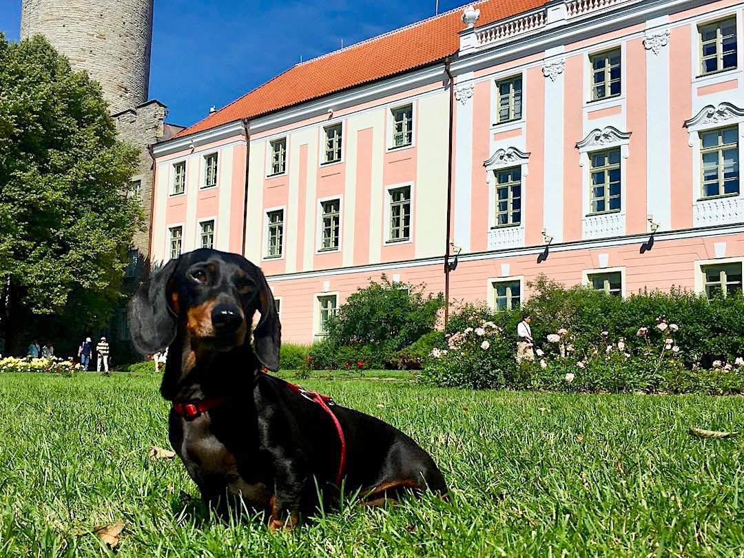 Dog Friendly Tallinn Visiting Tallinn With A Dog Travelnuity