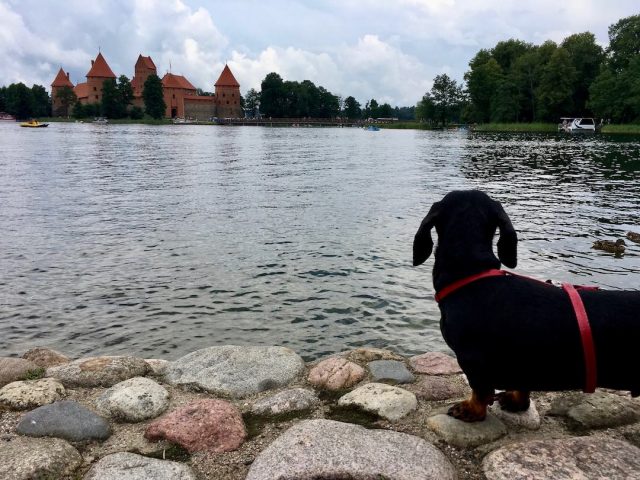 Dog at Trakai