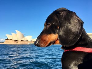 Dog in front of Sydney Opera House