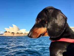 Dog-Friendly Australia