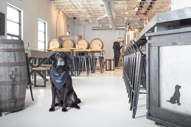 Dog at Black Lab Brewing