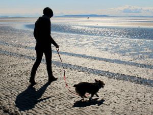 Dog-friendly day trips from London