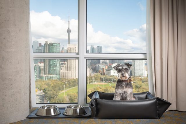 Dog at Hotel X Toronto, a pet-friendly hotel in Toronto