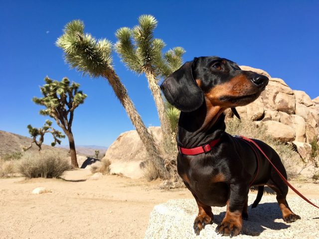 Are Dogs Allowed in National Parks