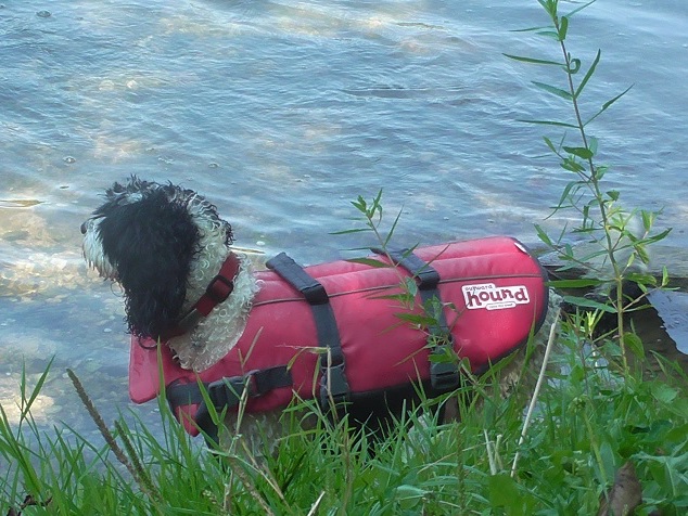 Dog in Outward Hound dog life jacket