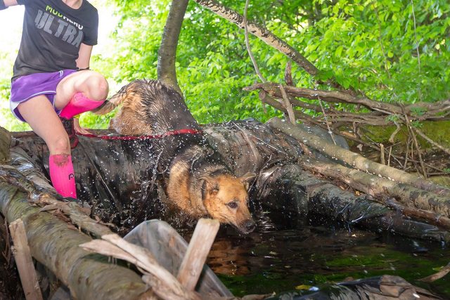 Dog competing in RuffMudder