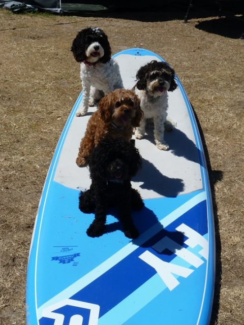 Four dogs on a SUP board