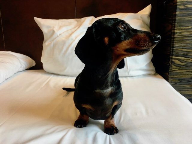 Dog on hotel bed with white sheets