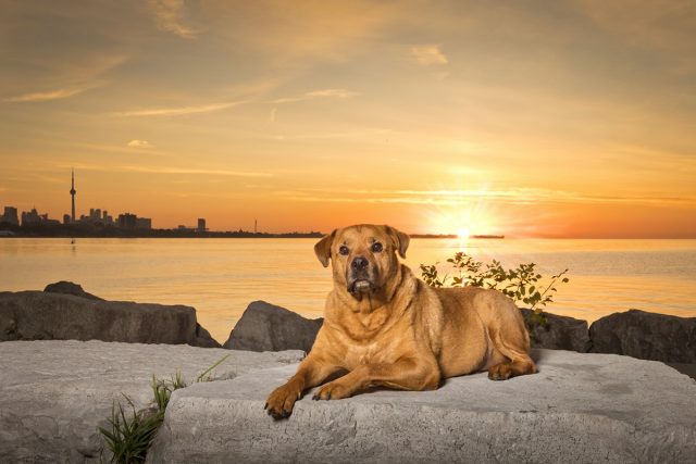 Dog next to Lake Ontario at sunrise