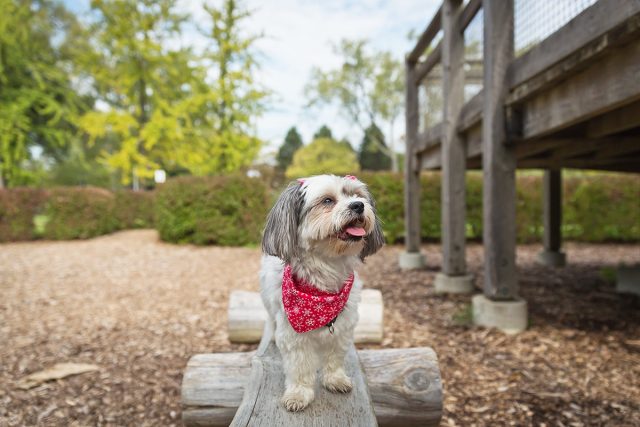 Dog on Toronto Island