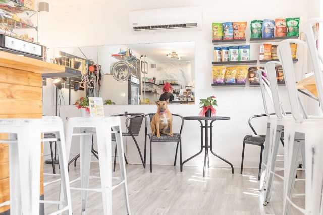 Dogs and Coffee Cafe