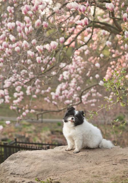 High Park in Toronto with dog