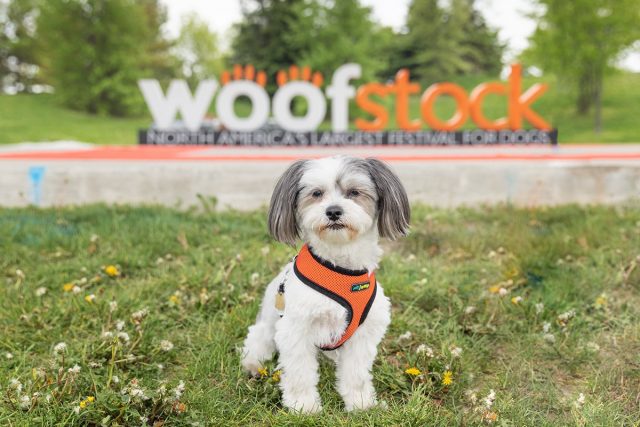 Dog at Woofstock