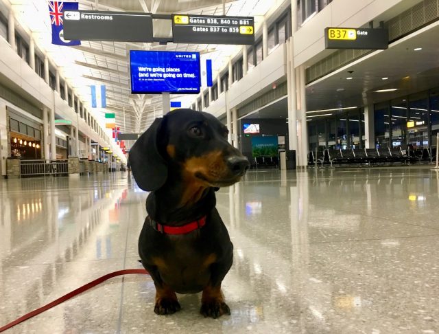 Dog at airport