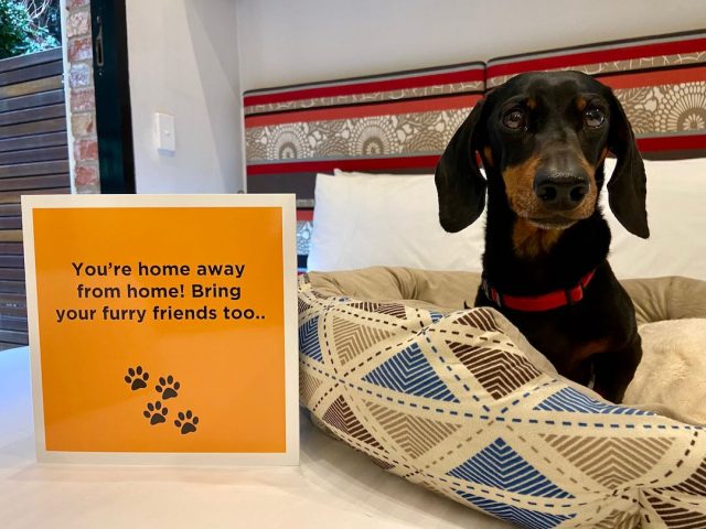 Dog on bed at pet-friendly hotel