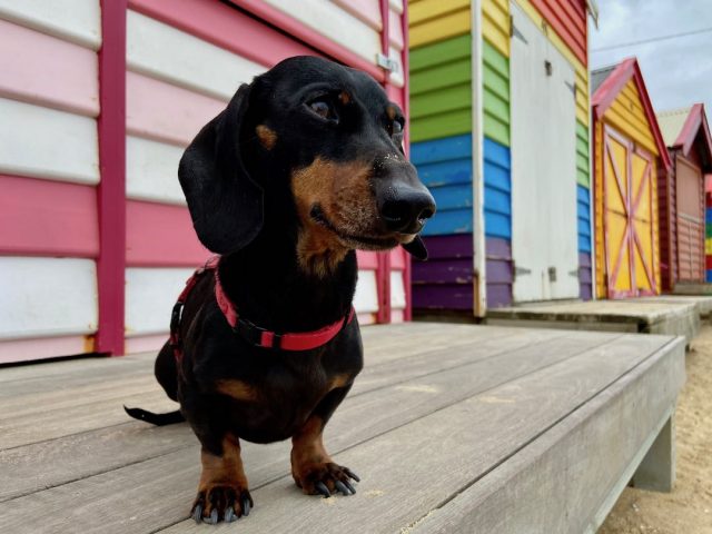 The colourful bathing boxes on Brighton Beach with dog