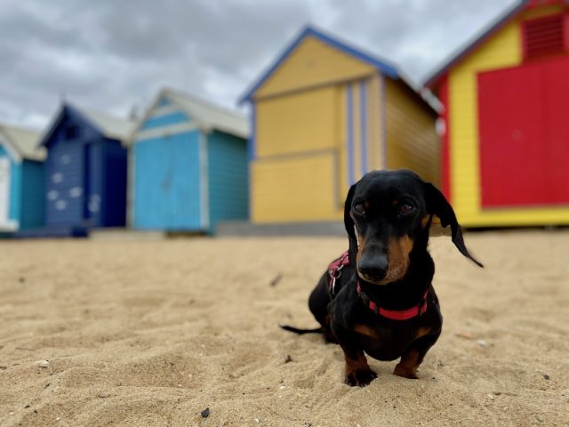 Dog in front of Brighton Beach bathing boxes