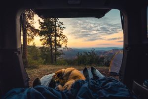 Camping with Your Dog