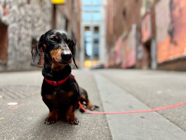 Dog-friendly Melbourne