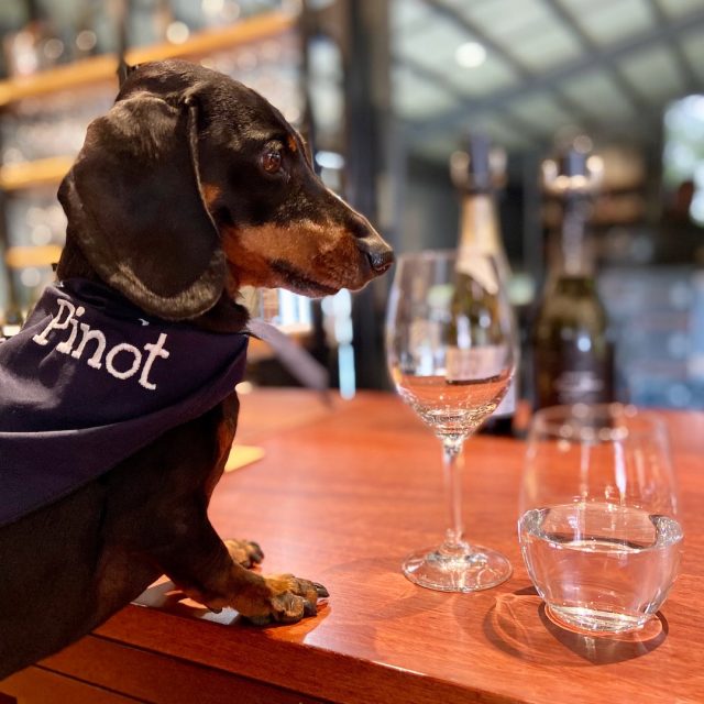 Dog-Friendly Wine Tasting