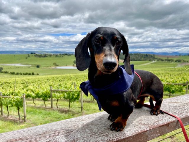 Dog-friendly Yarra Valley