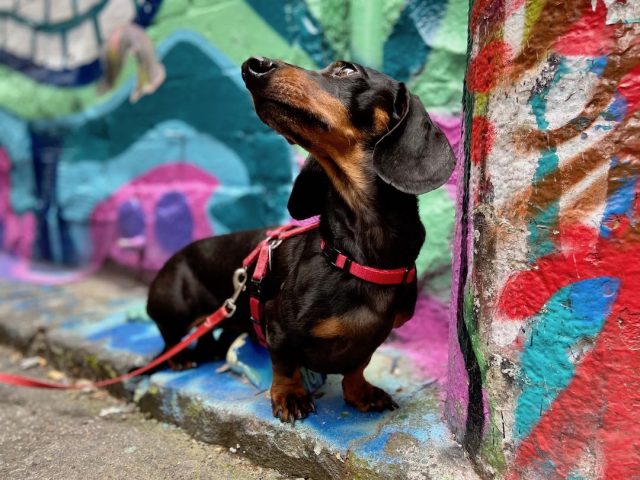 Dog with street art in Melbourne laneway