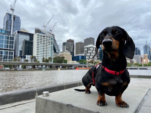 Dog at Southbank precinct in Melbourne
