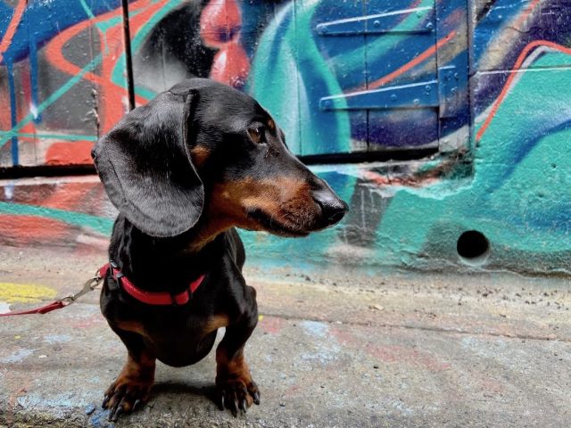 Melbourne Street Art with Dog