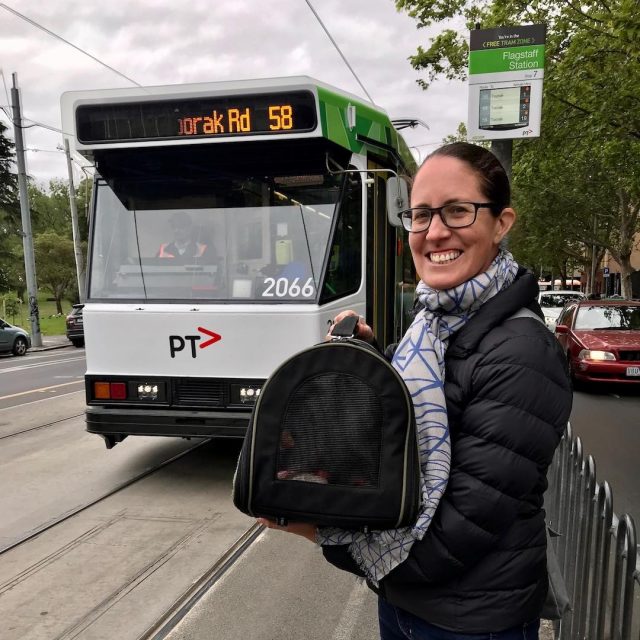 Dog in carrier bag about to board tram in Melbourne