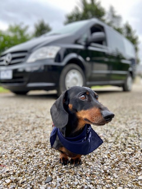 Dog in front of Pooches and Pinot van