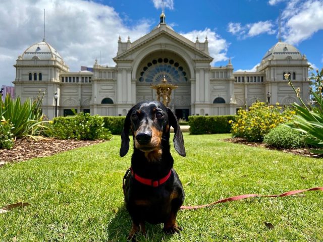 Dog outside the Royal Exhibition Building