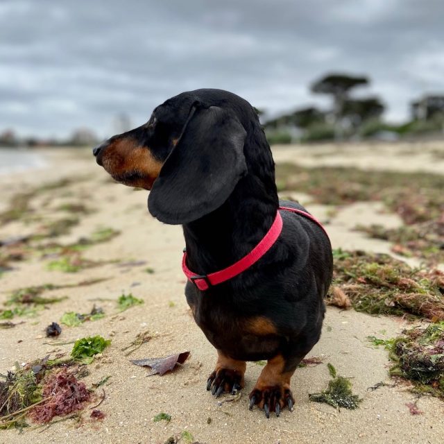 Dog on beach on the west side of St Kilda Pier