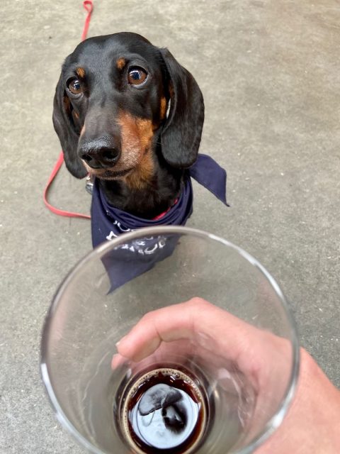 Dog next to beer glass