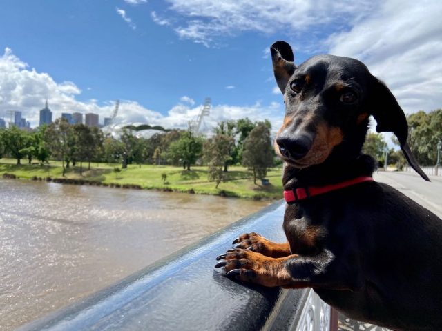 Dog on bridge across the Yarra River near Gosch's Paddock
