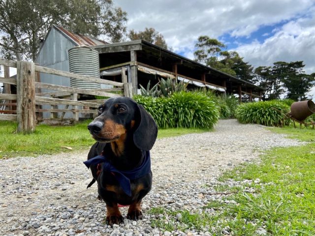 Dog outside the Yering Farm Wines cellar door