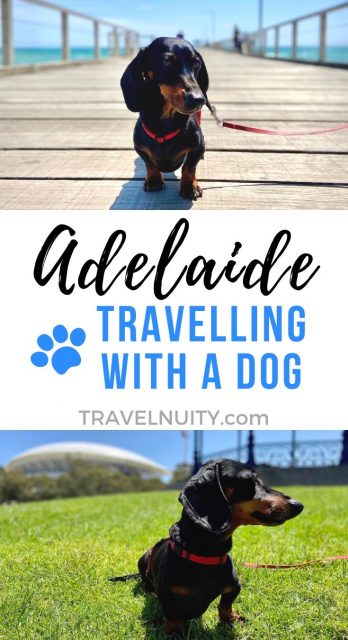 Dog-Friendly Adelaide pin