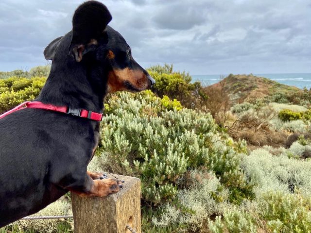 Bay of Martyrs with dog