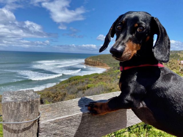 Dog-friendly Great Ocean Road