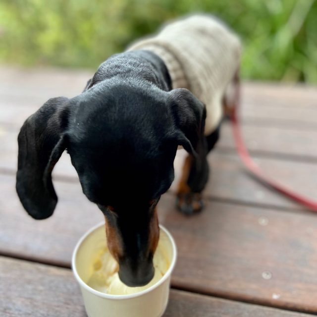 Dog eating icecream