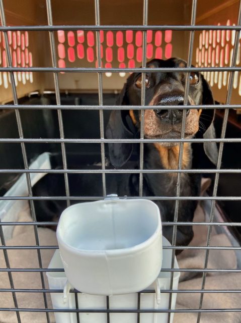 Dog in flight crate