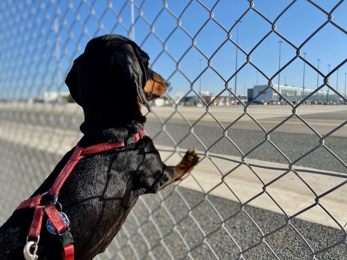 dogs on easyjet flights