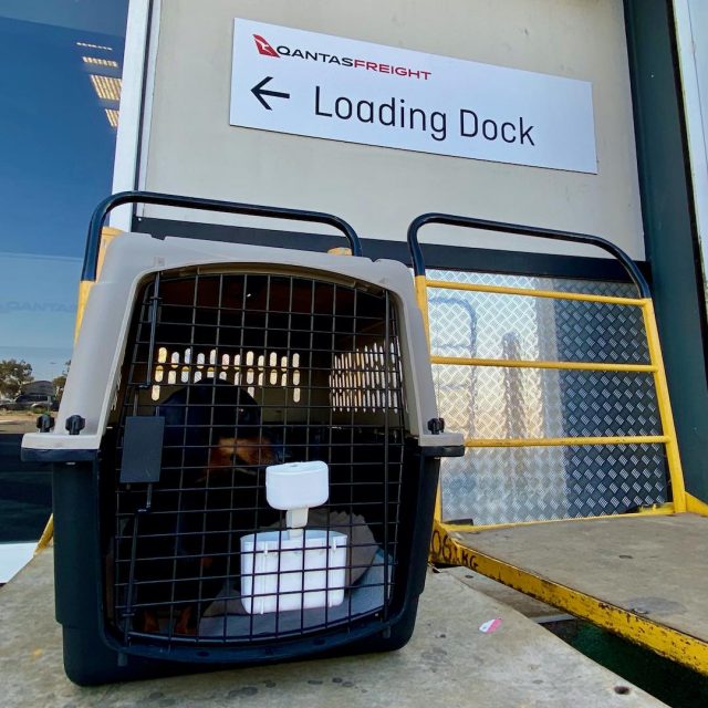 Dog in crate ready for Qantas flight