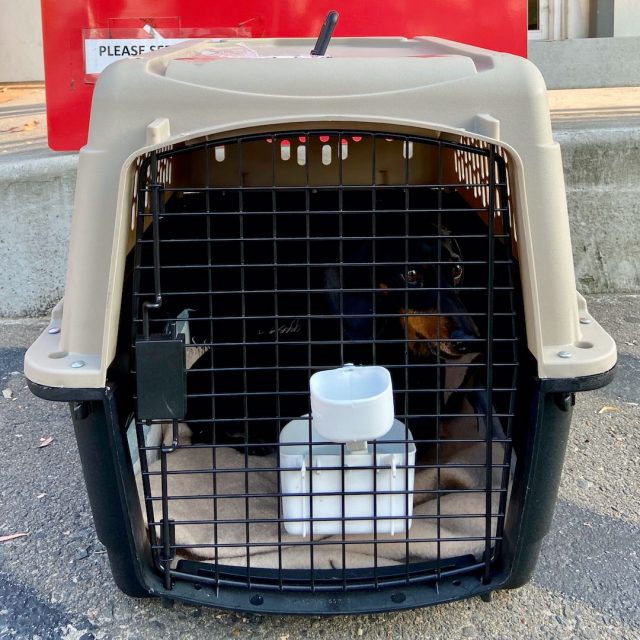 Dog in flight crate with water dispenser
