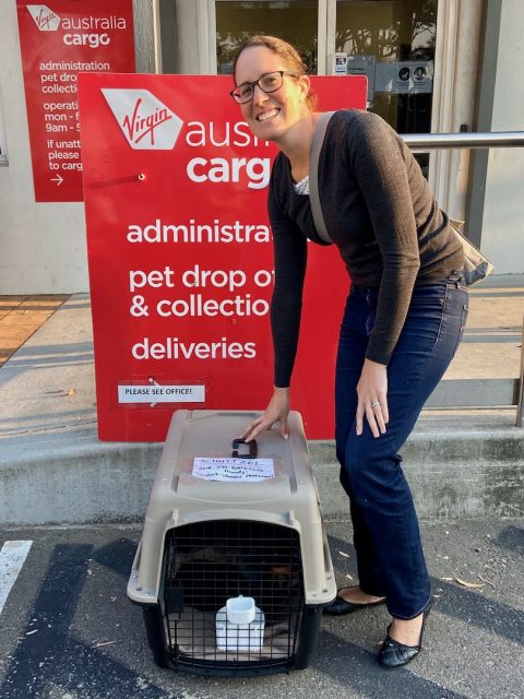 Flying Virgin with a dog in Australia