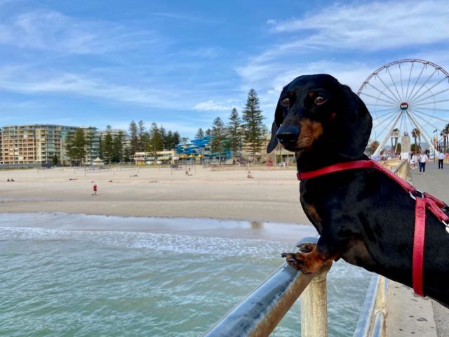 Dog-friendly Adelaide - Dog at Glenelg Beach