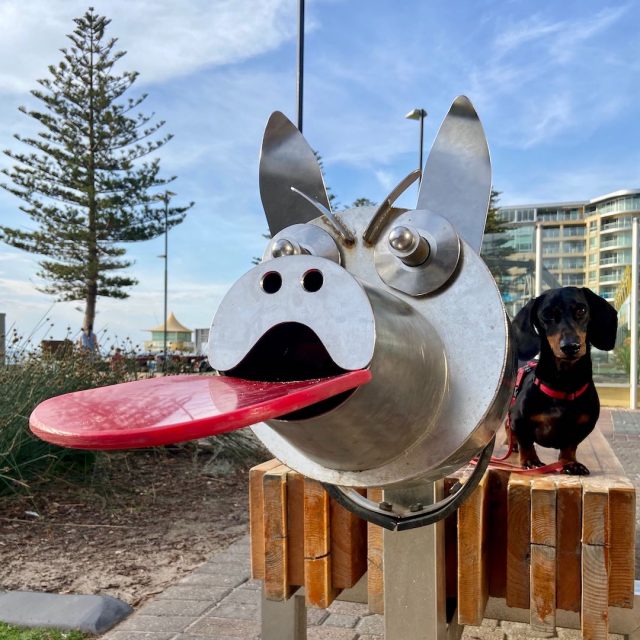 Dog bench at Glenelg Beach
