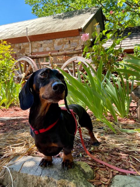 Dog in Hahndorf