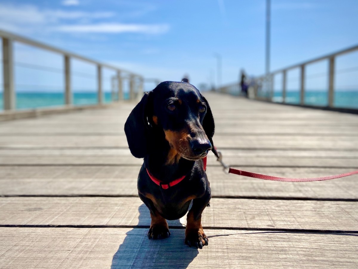 DogFriendly Adelaide Visiting Adelaide with a Dog Travelnuity