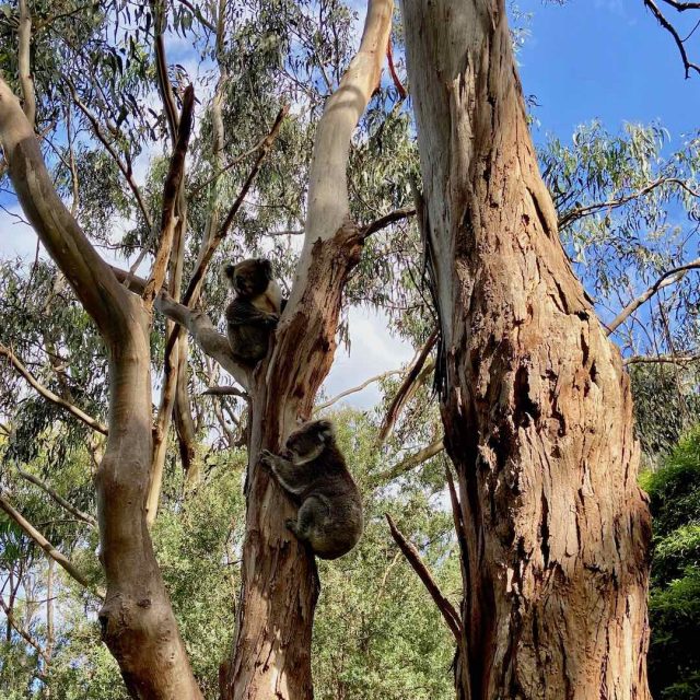 Koalas at Kennett River